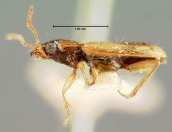 Media type: image;   Entomology 5567 Aspect: habitus lateral view